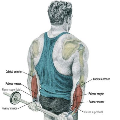 Imagen relacionada con Entrenar Antebrazo
