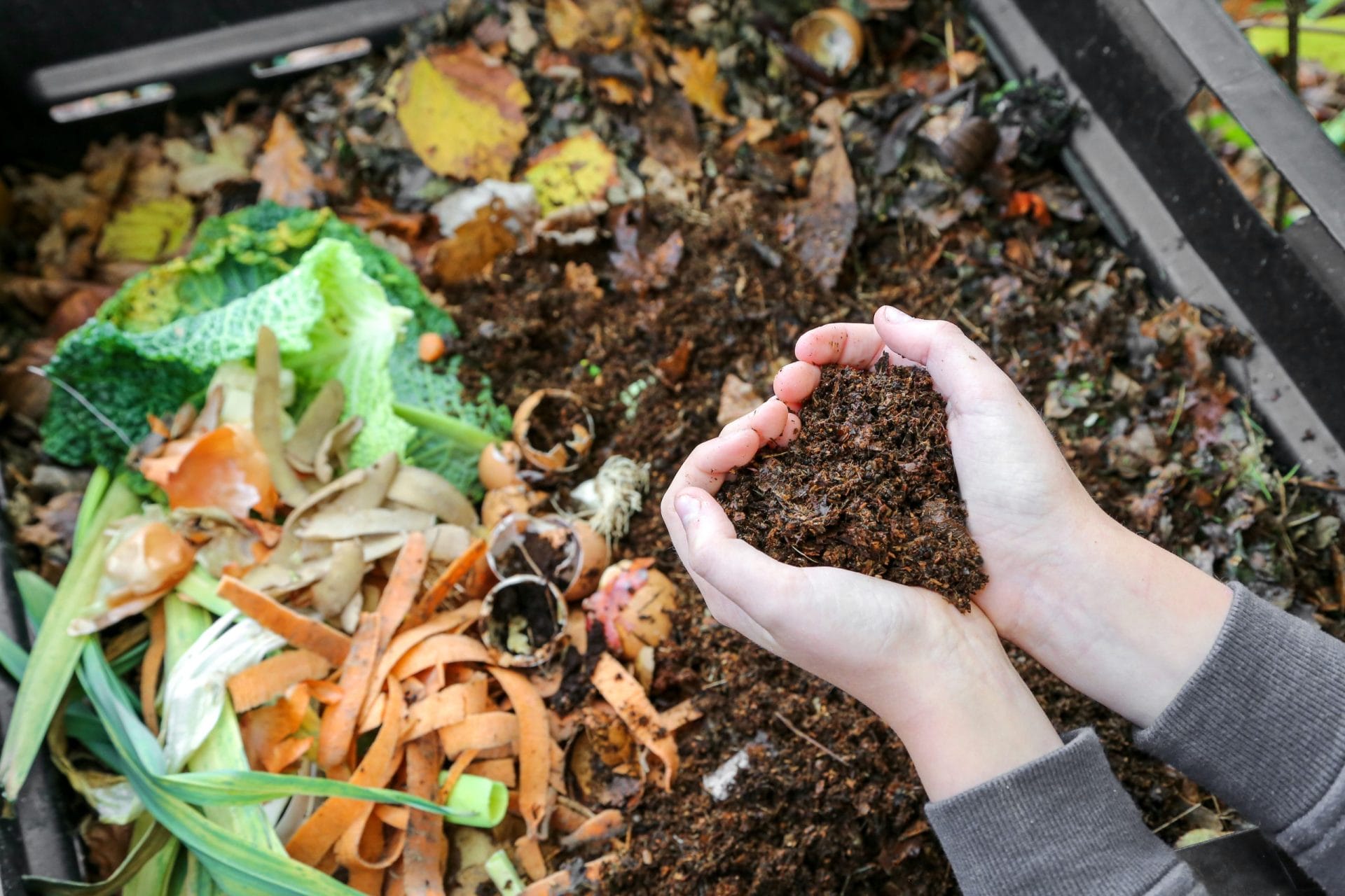 Imagen relacionada con Compost
